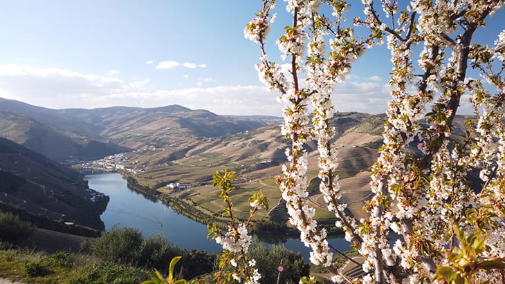 Almond tree blooming in Douro Valley